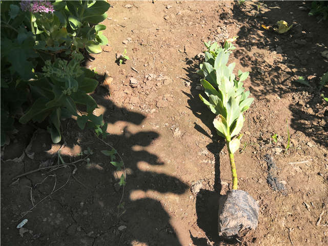 沭陽長景園林八寶景天種植基地實拍圖片