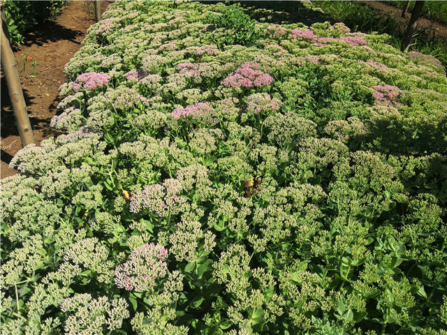 沭陽長景園林八寶景天種植基地實拍圖片