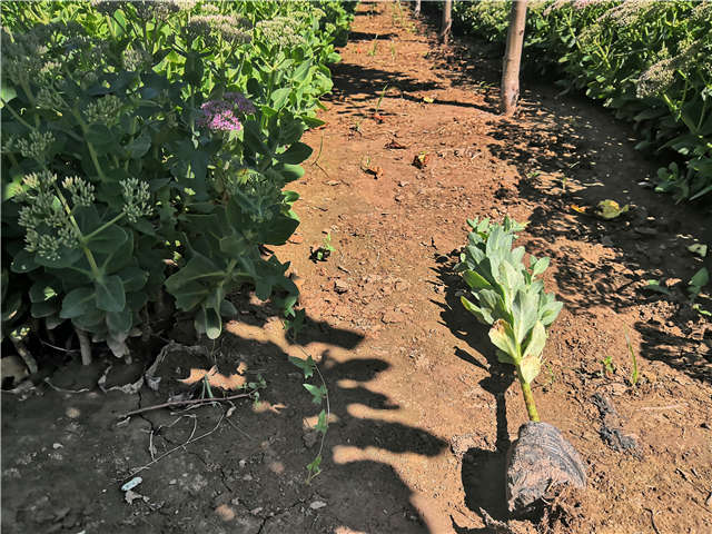 沭陽長景園林八寶景天種植基地實拍圖片