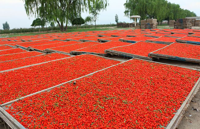 枸杞子多少錢一棵?2020年枸杞子價格最新行情預測