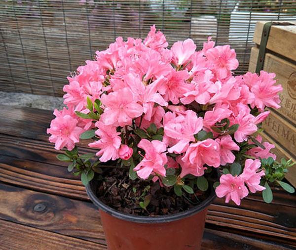 小盆杜鵑花