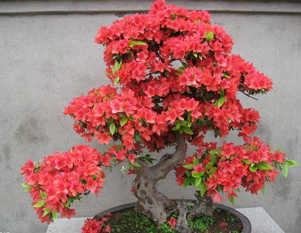 杜鵑花盆景