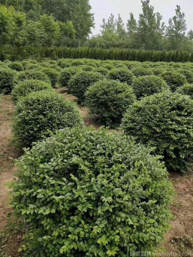 小葉女貞球 小葉女貞球