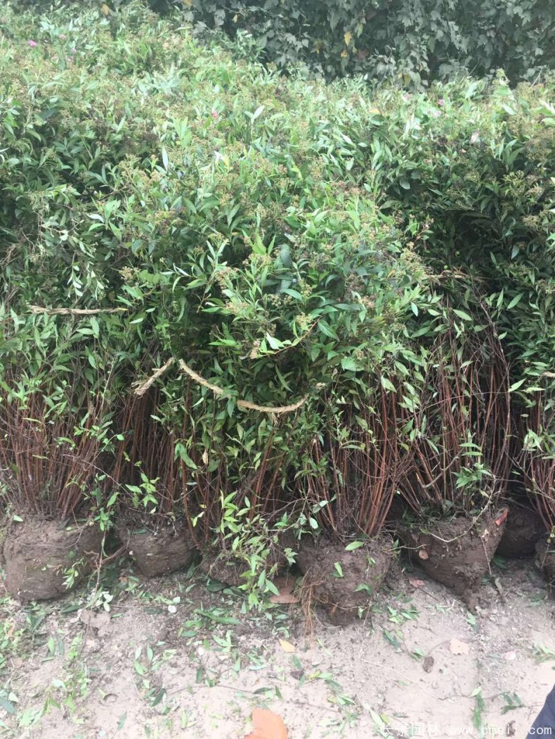 繡線菊球 繡線菊球