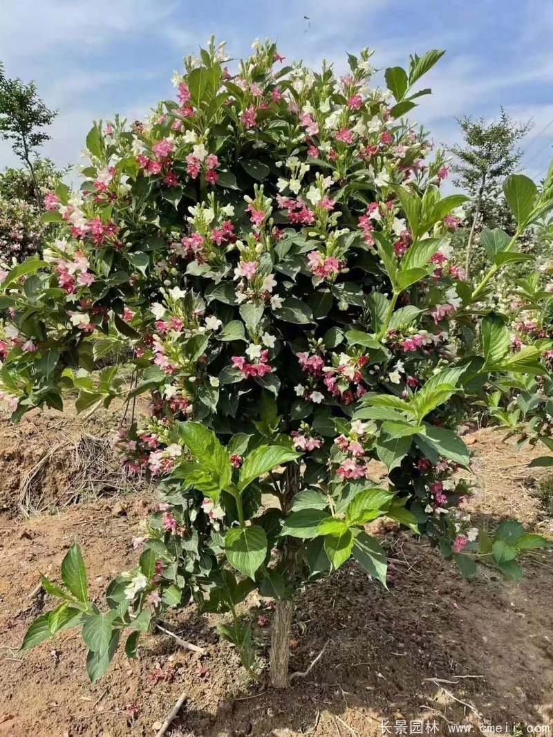 五彩錦帶 五彩錦帶
