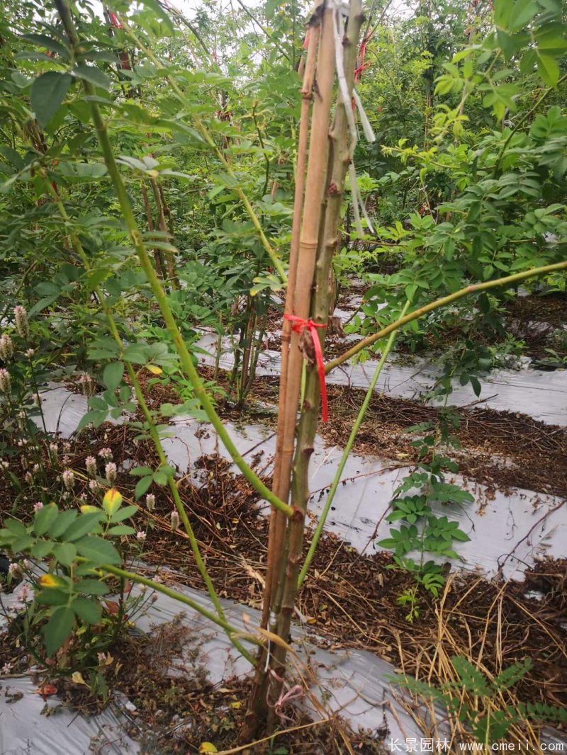 白色無(wú)刺日本薔薇苗