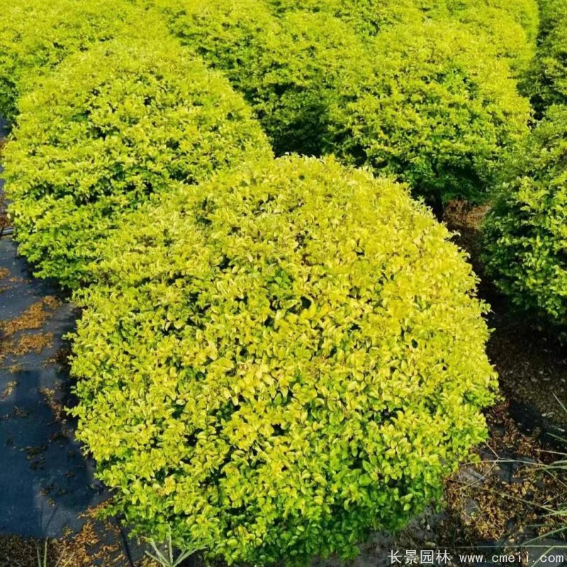 金冠女貞球 金冠女貞球