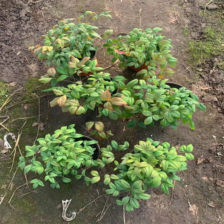 火焰南天竹 火焰南天竹