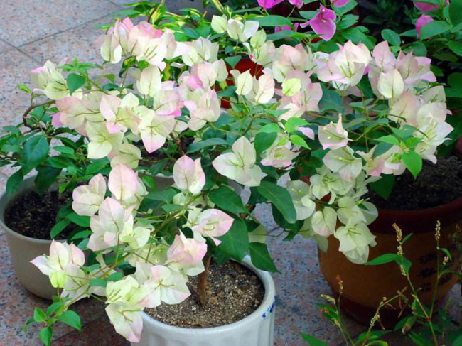 三角梅最勤花品種推薦 三角梅最勤花品種推薦