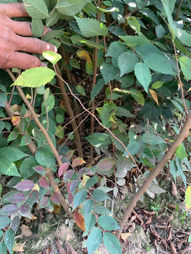 櫸樹是景區(qū)綠化中最常用園林植物，觀賞價(jià)值極高，經(jīng)常作為行道樹或者觀賞樹，也可以群植栽種成風(fēng)景。紅櫸樹抗污染能力十分強(qiáng)悍，不僅樹姿優(yōu)美，高大雄偉，還可以吸收有害氣體，抗風(fēng)能力強(qiáng)，不易伏倒。那么，紅櫸樹未來十年前景如何?紅櫸樹種植多久成才?下面我們一起來看看吧!  一、紅櫸樹未來十年前景如何? 1、觀賞 紅櫸樹生長(zhǎng)快，樹干通直，樹姿優(yōu)美，枝葉繁茂，春季開花，秋季葉子會(huì)變成紅色，觀賞性極高。 2、綠化 紅櫸樹環(huán)境適應(yīng)能力強(qiáng)，栽植應(yīng)用廣泛，不僅可以綠化種植，還有不錯(cuò)的抗污染、抗風(fēng)能力，可吸收有害氣體，改善空氣質(zhì)量，植株根深性，可以防風(fēng)固土，經(jīng)常用作護(hù)林帶樹種和水土保持樹種。 3、經(jīng)濟(jì) 紅櫸樹木材堅(jiān)硬、有彈性、并且不會(huì)縮水，木材紋理清晰有光澤，可以用來制作很多家具和其他器具，經(jīng)濟(jì)價(jià)值很高。 4、前景 櫸樹的適應(yīng)能力強(qiáng)，栽植地區(qū)廣泛，發(fā)揮的綠化和生態(tài)價(jià)值比較明顯，經(jīng)常用作生態(tài)綠化樹種栽植在各大場(chǎng)所，產(chǎn)量和需求量都非常大，種植前景不錯(cuò)。 二、紅櫸樹種植多久成才? 紅櫸樹分布地區(qū)廣，目前主要分布在廣東、廣西、貴州、云南、安徽、湖北、湖南等地，南方地區(qū)栽植廣泛。紅櫸樹幼苗生長(zhǎng)稍慢，種植6—7年后開始轉(zhuǎn)快，樹體七八十年不衰退，百年大樹仍能正常結(jié)實(shí)。  三、2020紅櫸市場(chǎng)價(jià)格行情 南京市浦口區(qū)來云園藝場(chǎng)米徑15公分紅櫸1600元一棵; 江蘇 鎮(zhèn)江句容地之緣苗木基地米徑7公分紅櫸80元一棵; 宿遷宏洲園林綠化工程有限公司地徑2公分紅櫸10元一棵; 江蘇南京南京寶泉苗木苗圃場(chǎng)米徑4公分紅櫸28元一棵; 江蘇宿遷三葉園林植物有限公司米徑12公分紅櫸600元一棵。 以上就是關(guān)于紅櫸樹未來十年前景如何和紅櫸樹種植多久成才的相關(guān)介紹，不同地區(qū)不同規(guī)格的紅櫸樹價(jià)格不一樣，具體要以當(dāng)?shù)匦星闉闇?zhǔn)。以上是中國(guó)花木網(wǎng)提供的紅櫸樹基地最新報(bào)價(jià)信息，關(guān)注花木網(wǎng)可獲得各產(chǎn)地商城實(shí)時(shí)報(bào)價(jià)，及時(shí)掌握苗木行情，做活苗木生意。