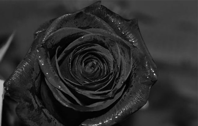 黑玫瑰的花語是什么?黑玫瑰的寓意和象征 黑玫瑰的花語是什么?黑玫瑰的寓意和象征