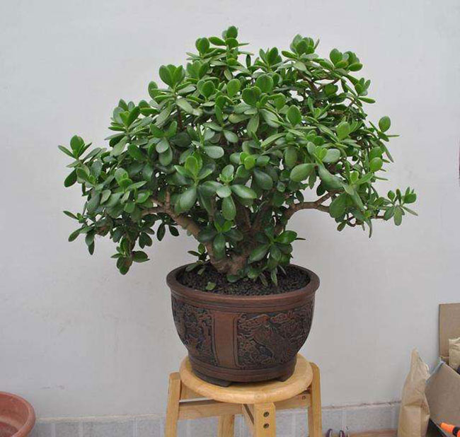 5種便宜花卉，越養越值錢