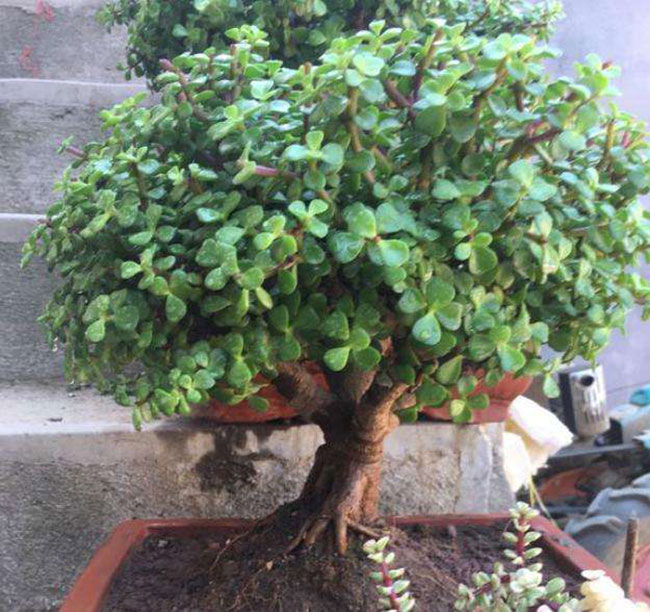 5種便宜花卉，越養越值錢