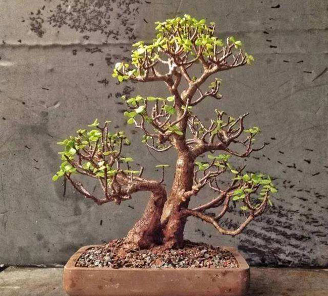 5種便宜花卉，越養越值錢