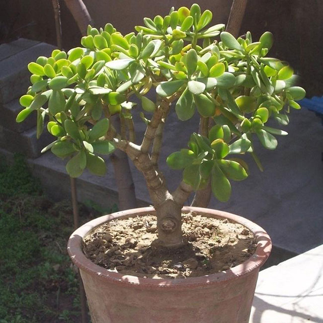 5種便宜花卉，越養越值錢