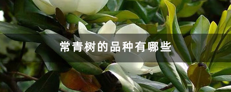 常青樹的品種有哪些