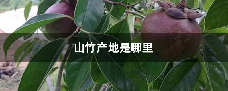 山竹產地是哪里