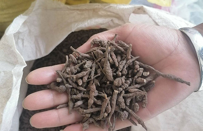 野生蕨麻有什么功效?蕨麻的功效與作用