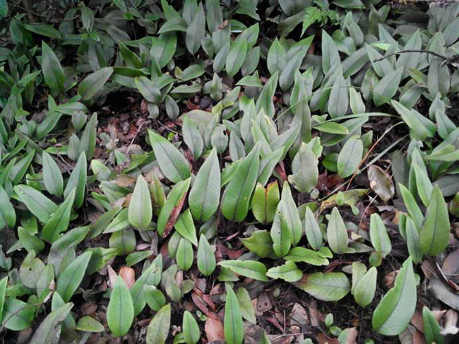 石韋的功效與作用有哪些？石韋種植前景怎么樣？