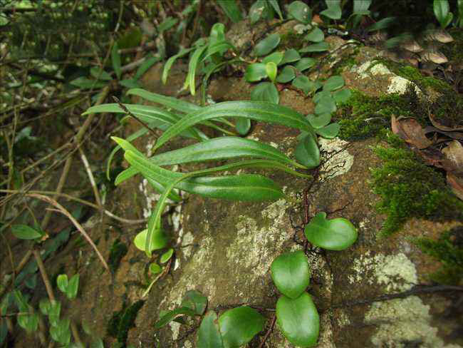 石韋的功效與作用有哪些？石韋種植前景怎么樣？