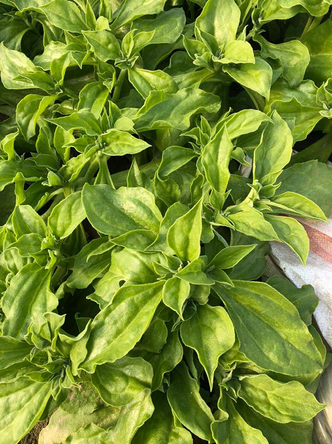 冰草又名冰菜，近幾年在市場(chǎng)上是極為熱銷的綠色菜品。冰草營(yíng)養(yǎng)價(jià)值高，吃起來口感鮮美，營(yíng)養(yǎng)價(jià)值高，市場(chǎng)價(jià)格很高，種植經(jīng)濟(jì)效益很不錯(cuò)。冰草以前我國(guó)是沒有的，它原產(chǎn)非洲，后來因?yàn)榻?jīng)濟(jì)營(yíng)養(yǎng)價(jià)值高，引種種植，目前的發(fā)展前景很不錯(cuò)。那么美，種植冰草有前景嗎?種植冰草收入怎樣?下面我們一起來看看吧!  一、種植冰草有前景嗎? 冰草是一種新的特色食材，它的表面有水滴狀的結(jié)晶，看起來表面結(jié)了一層冰，所以取名冰菜。冰草吃起來爽口、多汁，營(yíng)養(yǎng)價(jià)值高，一公斤售價(jià)十幾元，很受市場(chǎng)歡迎。冰草的生長(zhǎng)期長(zhǎng)達(dá)6個(gè)月，一年可以種植兩茬，畝產(chǎn)量高達(dá)3000公斤，按照現(xiàn)在的行情，每公斤冰菜可以賣到10元，種植效益非常可觀。冰草不僅可以食用，還能起到美容、預(yù)防三高的作用，種植前景很不錯(cuò)。  二、種植冰草收入怎樣? 冰草是一種比較爽口的蔬菜，食用方法也很多，用它配上一些芝麻醬，然后蘸著醬，非常好吃。冰草是我國(guó)產(chǎn)的，它是從非洲引進(jìn)來的，種植的時(shí)候要提高肥水的使用效率，這樣有助于增產(chǎn)。冰草口感脆嫩，以做涼拌菜為主。冰草屬于高端蔬菜，多數(shù)從大連等地引進(jìn)，售價(jià)高達(dá)30元每公斤。從去年春天開始，范學(xué)江經(jīng)朋友介紹開始嘗試種植冰菜，經(jīng)過一年的嘗試，發(fā)現(xiàn)種植冰草的收入很可觀，產(chǎn)地收購(gòu)價(jià)10元每公斤，一畝地可產(chǎn)3000公斤，那么一畝地最低收益3萬元。  三、種植冰草的方法 1、播種 冰草種子小，浸種催芽，播種溫度控制在20℃，薄土覆蓋，播種后35—40天可出芽，培育苗高5厘米左右就可以移栽入圃了。 2、移栽 冰菜耐干旱性強(qiáng)，透氣好、排水良好的土壤種植效果好，移栽幼苗的時(shí)候注意溫度和光照，株距為30~40cm，控制行距，移栽后澆一次大水，緩苗大約10左右恢復(fù)長(zhǎng)勢(shì)。 3、管理 給冰菜澆水的時(shí)候添加點(diǎn)食用鹽，葉面出現(xiàn)萎蔫的時(shí)候就可以澆水了，時(shí)間盡量清晨，溫度在10~30℃生長(zhǎng)快，低于10℃發(fā)生凍害，夏季養(yǎng)護(hù)采取遮光措施。 4、采收 葉面附著的結(jié)晶成型之后就是冰菜采收的時(shí)間，一般2個(gè)月左右就可采收，生長(zhǎng)高度在10cm左右。采收后的蔬菜需要低溫環(huán)境中保存，環(huán)境溫度過高，會(huì)導(dǎo)致冰草變質(zhì)。 以上就是關(guān)于種植冰草有前景嗎和種植冰草收入怎樣的相關(guān)介紹，冰草產(chǎn)地批發(fā)報(bào)價(jià)可到中國(guó)花木網(wǎng)查詢，以上價(jià)格信息均是花木網(wǎng)商家提供的實(shí)時(shí)報(bào)價(jià)，不過因?yàn)槊缒拘星樽兓^大，所以僅供參考，采購(gòu)冰草可查詢商家電話詢價(jià)。