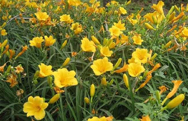 萱草的花語是什么?萱草的寓意和象征