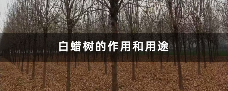 白蠟樹的作用和用途