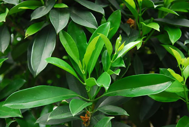 觀音樹(shù)是什么樹(shù)?觀音樹(shù)種植前景分析