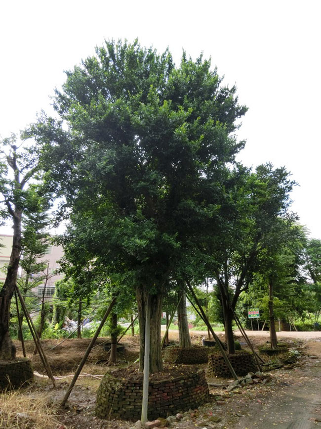 觀音樹(shù)是什么樹(shù)?觀音樹(shù)種植前景分析