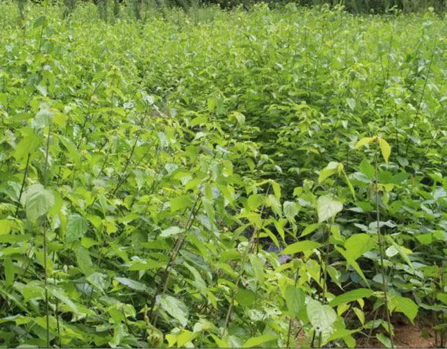 觀音樹(shù)是什么樹(shù)?觀音樹(shù)種植前景分析