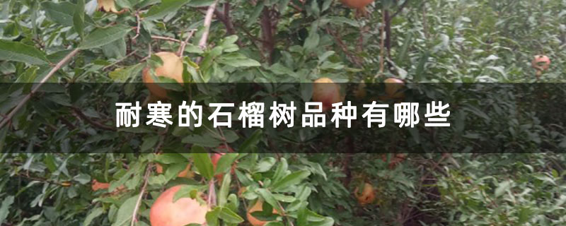 耐寒的石榴樹品種有哪些