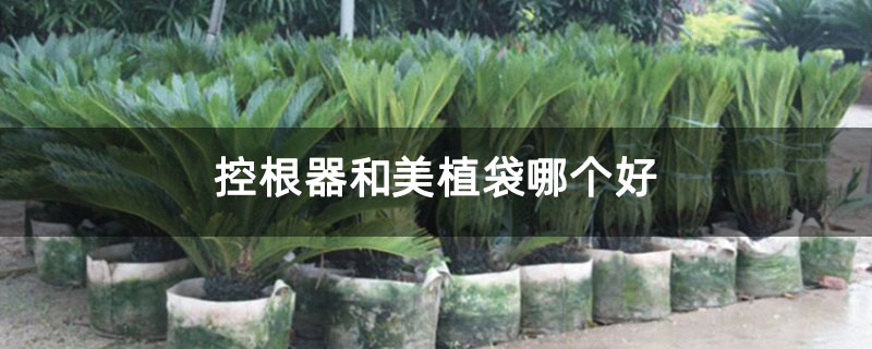 控根器和美植袋哪個(gè)好