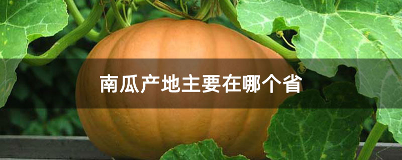 南瓜產(chǎn)地主要在哪個(gè)省