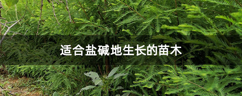 適合鹽堿地生長的苗木