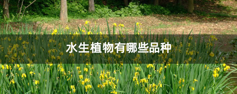 水生植物有哪些品種
