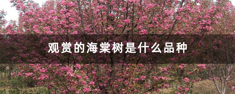 觀賞的海棠樹是什么品種