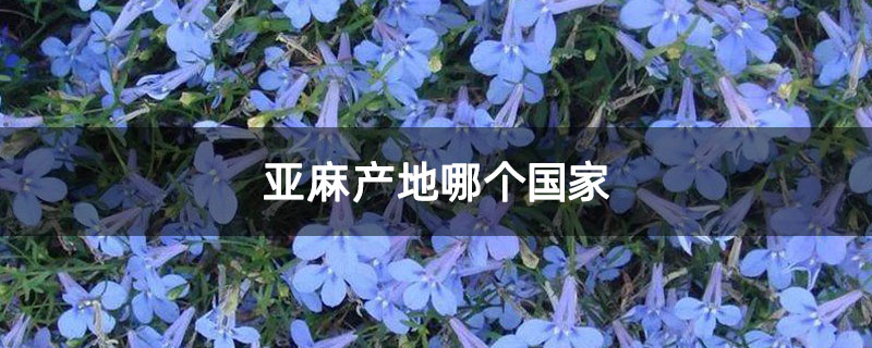 亞麻產(chǎn)地哪個(gè)國家