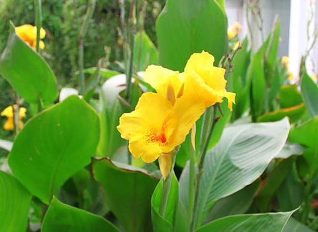 美人蕉的花語是什么?美人蕉的寓意和象征