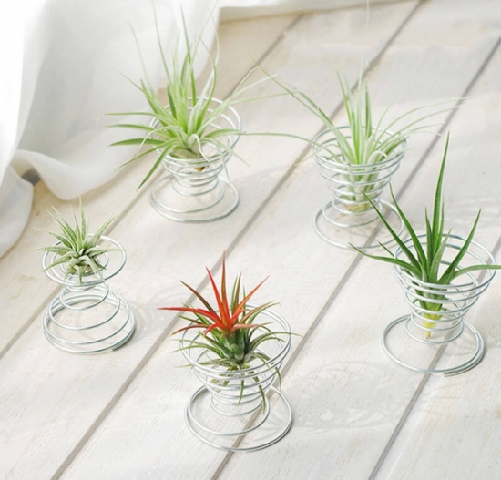 超好養(yǎng)活的空氣鳳梨